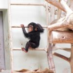 牙を持たない種族