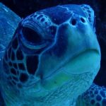 亀よりのろくが丁度良い