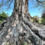 エクセルからワードに