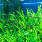 オタマジャクシはオタマジャクシ