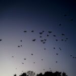 果たして原因は　カラスだったのか