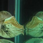 才能が先か　産まれたのが先か